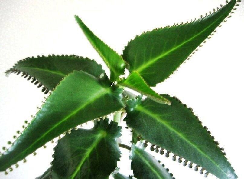 Каланхое – лекарство на перваза на прозореца ви